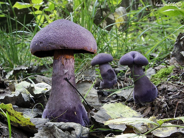 pavučinovec fialový Cortinarius violaceus (L.) Gray