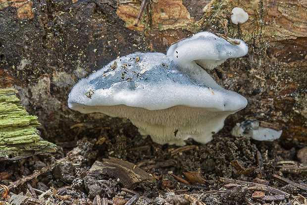 šťavnatec modrastý Cyanosporus caesius (Schrad.) McGinty