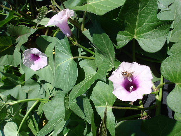 povojník batátový  Ipomoea batatas - var. purple