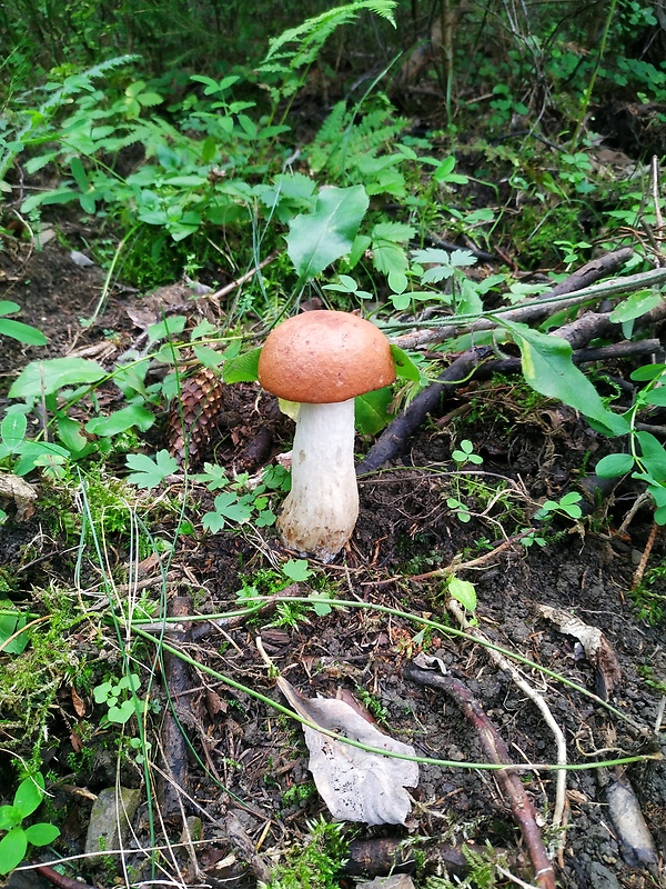 kozák dubový Leccinum aurantiacum (Bull.) Gray