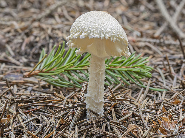 bedlička vlnatá Lepiota clypeolaria (Bull.) P. Kumm.