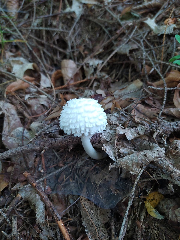 bedľa hustošupinatá Leucoagaricus nympharum (Kalchbr.) Bon