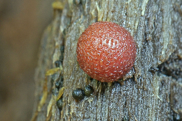 vlčinka Lycogala sp.