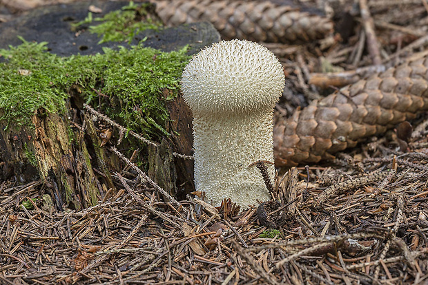 rozpadavec stopkatý Lycoperdon excipuliforme (Scop.) Pers.