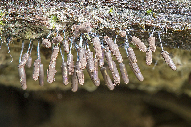 slizovka Myxomycetes