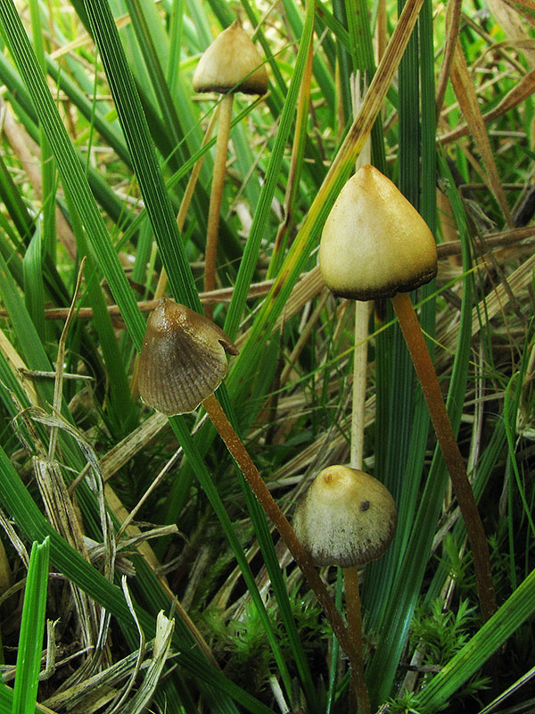 holohlavec končistý Psilocybe semilanceata (Fr.) P. Kumm.