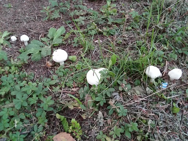 pečiarka Agaricus sp.