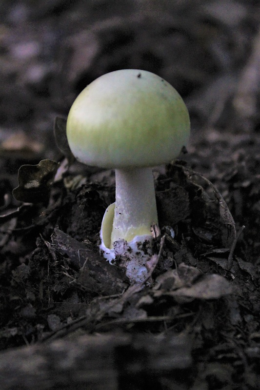 muchotrávka zelená Amanita phalloides (Vaill. ex Fr.) Link