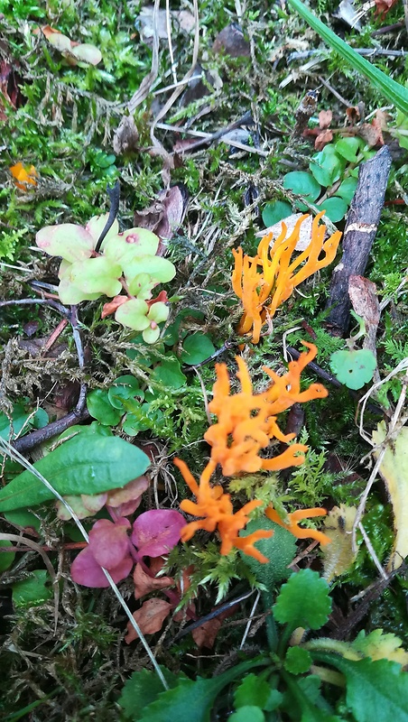 parôžkovec lepkavý Calocera viscosa (Pers.) Fr.