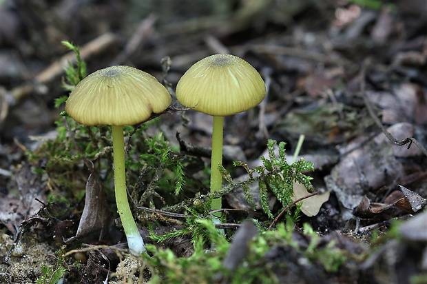 hodvábnica zelenohlúbiková Entoloma incanum (Fr.) Hesler