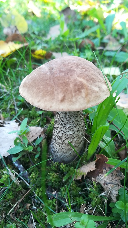 kozák brezový Leccinum scabrum (Bull.) Gray