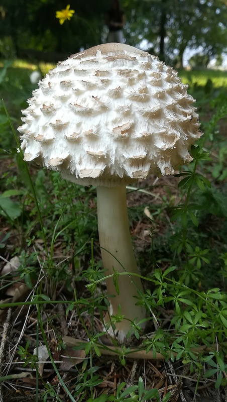 bedľa hustošupinatá Leucoagaricus nympharum (Kalchbr.) Bon