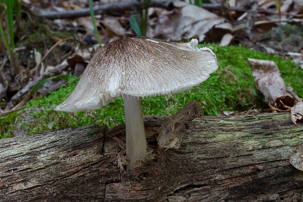 povraznica širokolupeňová Megacollybia platyphylla (Pers.) Kotl. & Pouzar