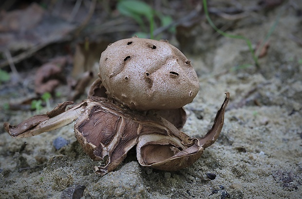 mnohokrčka dierkovaná Myriostoma coliforme (Dicks.) Corda