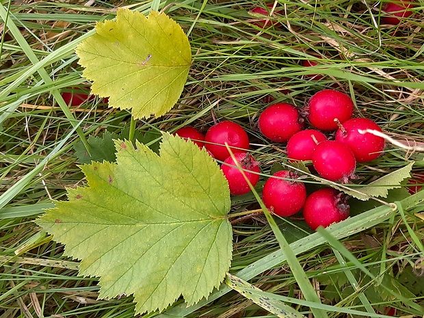 jarabina Sorbus sp.