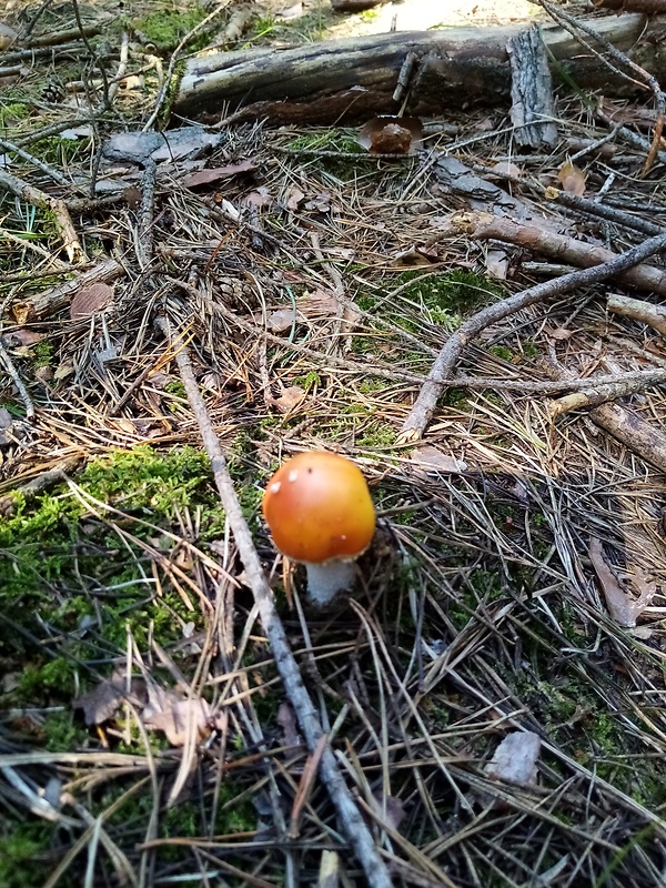 muchotrávka červená Amanita muscaria (L.) Lam.