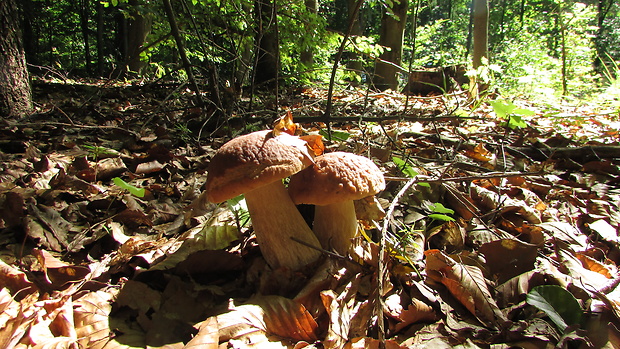 hríb smrekový Boletus edulis Bull.