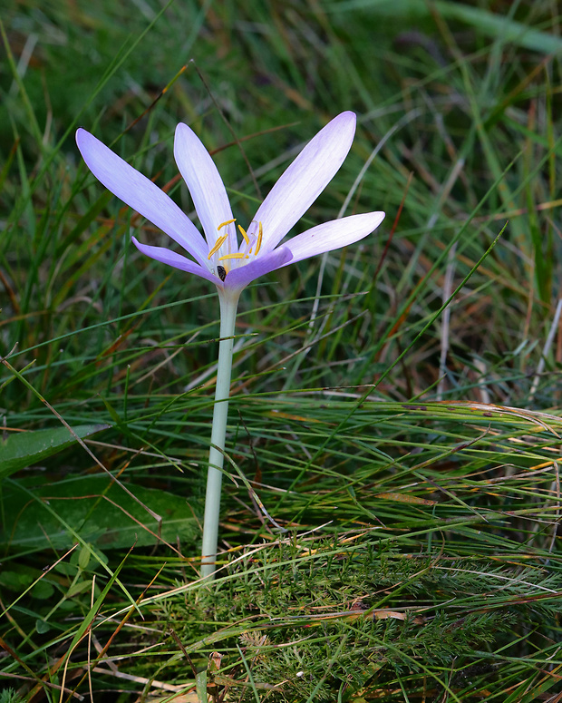 jesienka obyčajná Colchicum autumnale