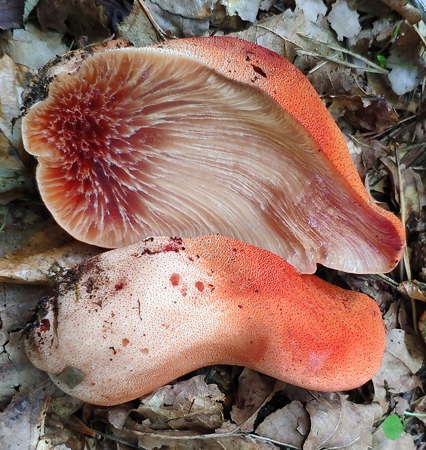 pečeňovec dubový Fistulina hepatica (Schaeff.) With.