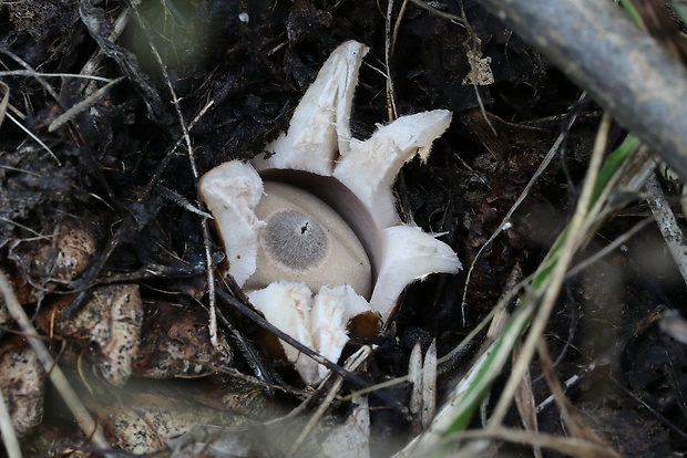 hviezdovka mechovitá Geastrum saccatum Fr.