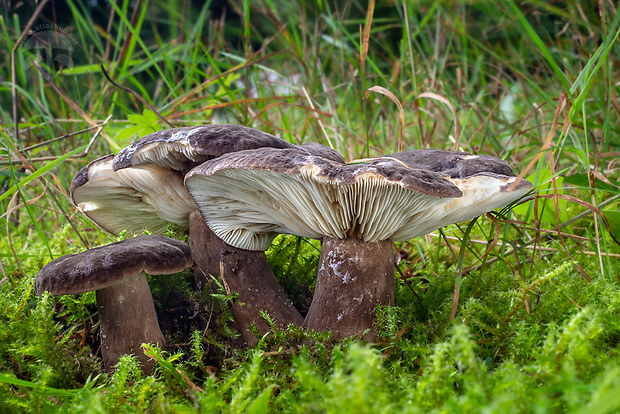 rýdzik sadzový Lactarius picinus Fr.