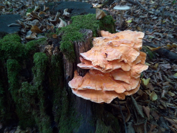 sírovec  Laetiporus sulphureus (Bull.) Murrill