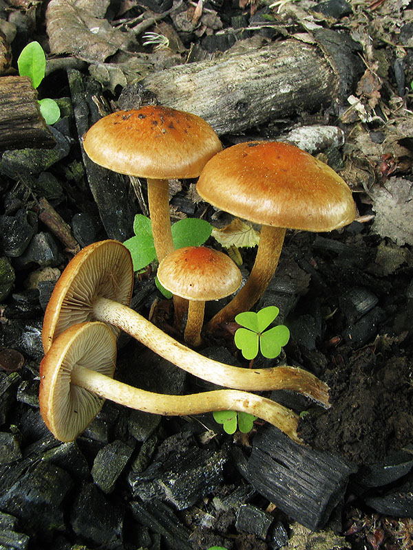 šupinovka spálenisková Pholiota highlandensis (Peck) Quadr. & Lunghini