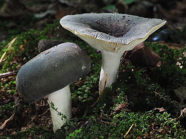 plávka modrozelená Russula parazurea Jul. Schäff.