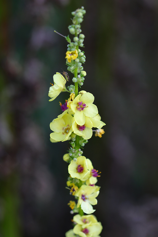 divozel čierny Verbascum nigrum L.