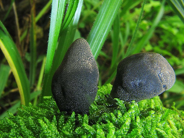 drevnatec kyjakovitý Xylaria polymorpha (Pers.) Grev.