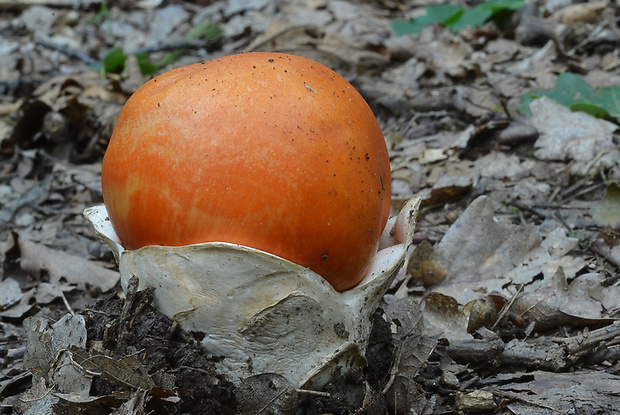 muchotrávka cisárska Amanita caesarea (Scop.) Pers.