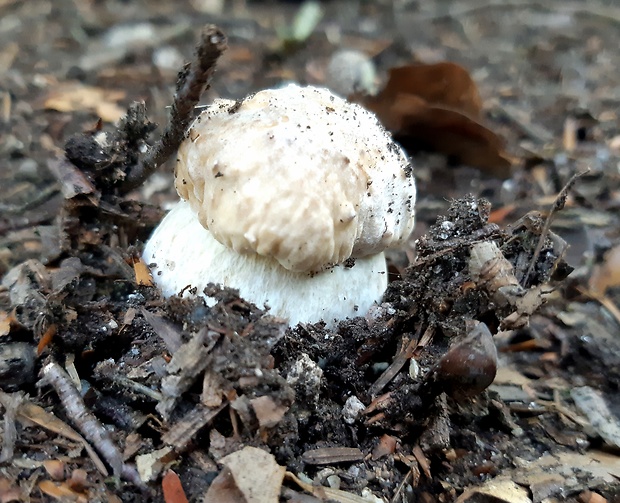 hríb smrekový Boletus edulis Bull.