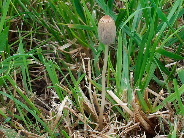 hnojník Coprinus sp.