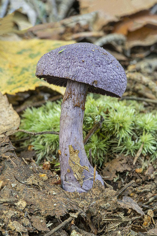 pavučinovec Cortinarius sp.