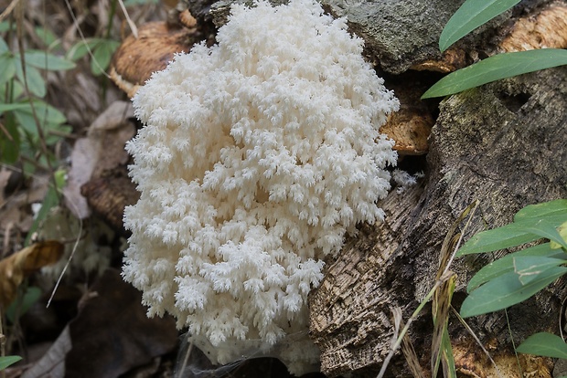 koralovec bukový Hericium coralloides (Scop.) Pers.