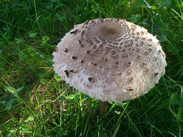 bedľa vysoká Macrolepiota procera (Scop.) Singer