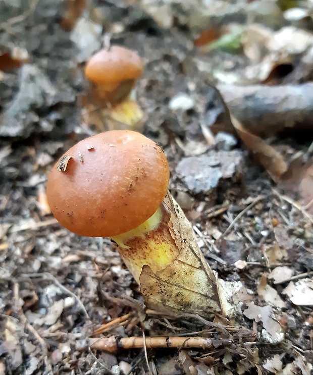 masliak smrekovcový Suillus grevillei (Klotzsch) Singer