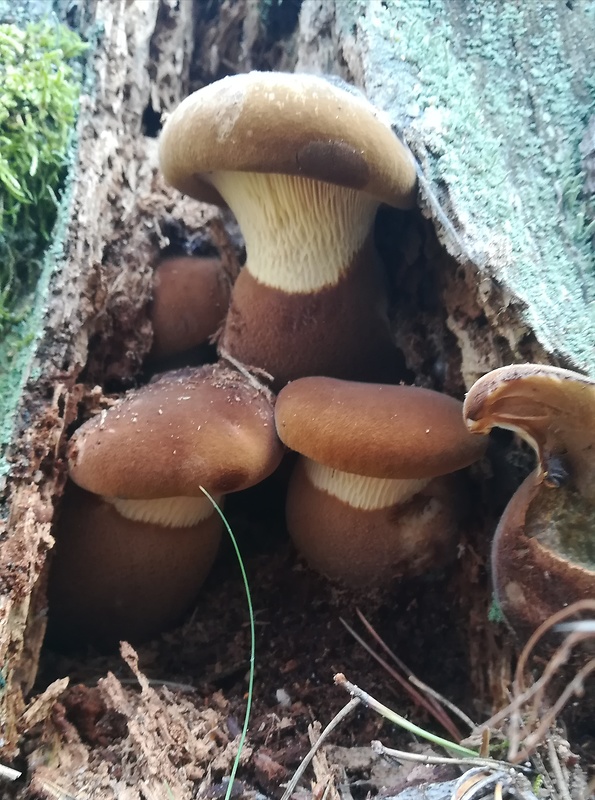 čechračka tmavohlúbiková Tapinella atrotomentosa (Batsch) Šutara