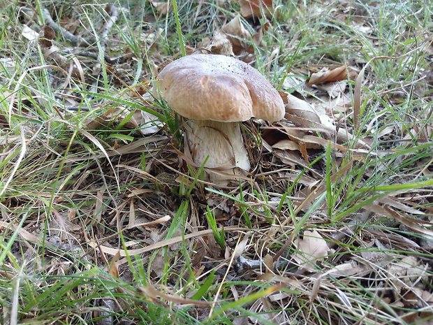 hríb smrekový Boletus edulis Bull.