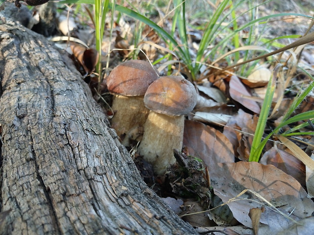 hríb dubový Boletus reticulatus Schaeff.