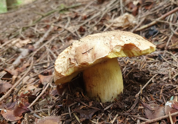 hríb horský Butyriboletus subappendiculatus (Dermek, Lazebn. & J. Veselský) D. Arora & J.L. Frank