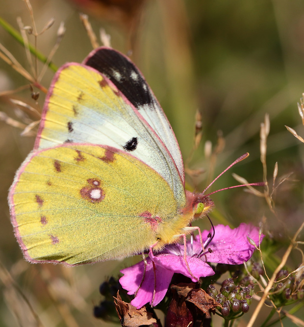 žltáčik podkovkový ♀️ Colias alfacariensis Ribbe, 1905