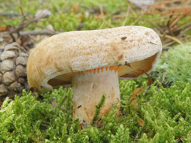 rýdzik pravý Lactarius deliciosus (L.) Gray