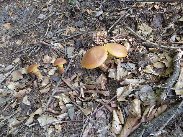 masliak smrekovcový Suillus grevillei (Klotzsch) Singer