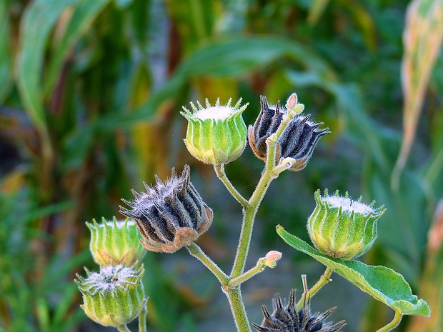 podslnečník theofrastov Abutilon theophrasti Medik.