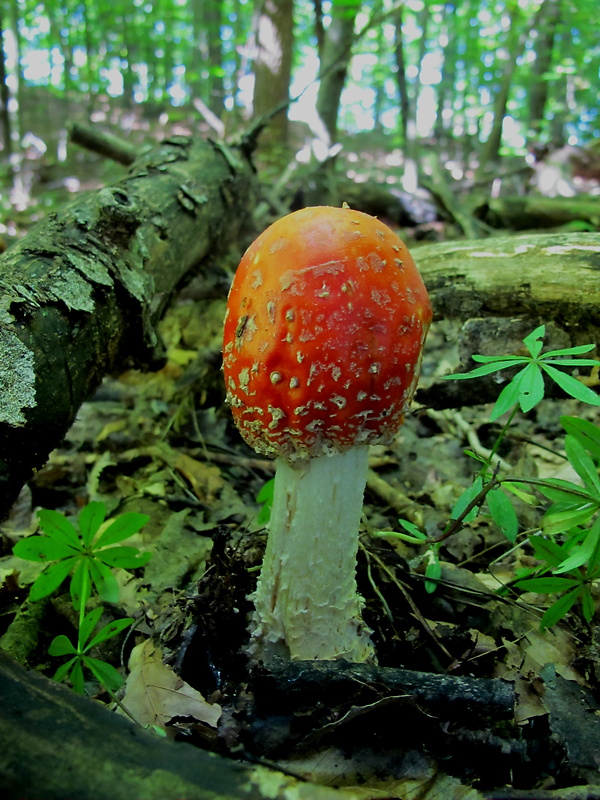 muchotrávka červená Amanita muscaria (L.) Lam.