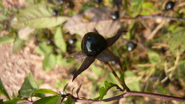 ľuľkovec zlomocný Atropa bella-donna L.