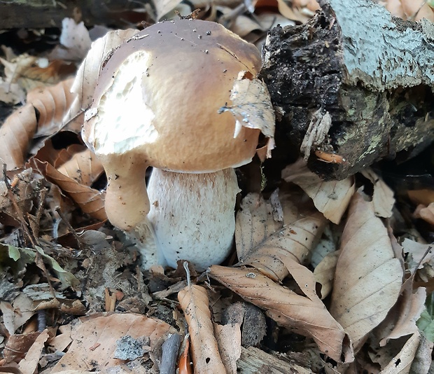 hríb smrekový Boletus edulis Bull.