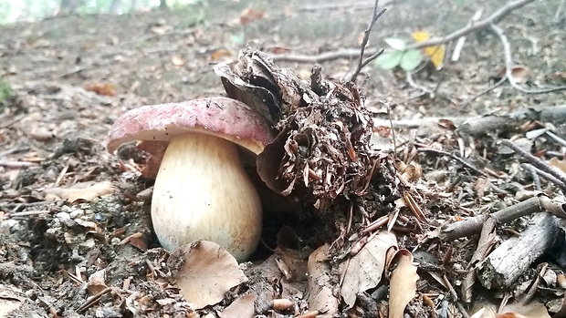 hríb sosnový Boletus pinophilus Pil. et Dermek in Pil.