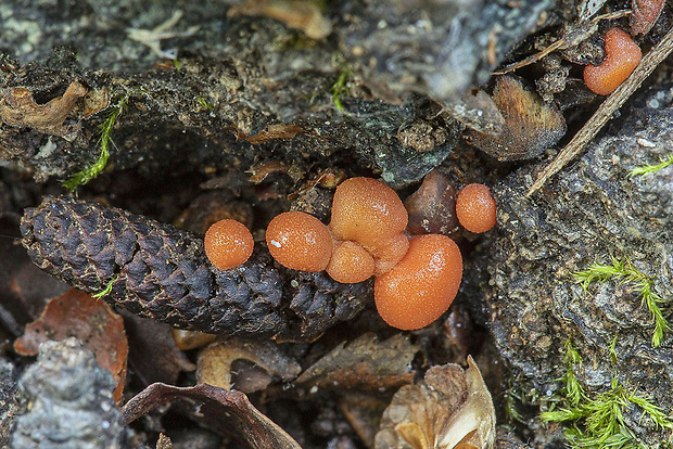 vlčinka Lycogala sp.